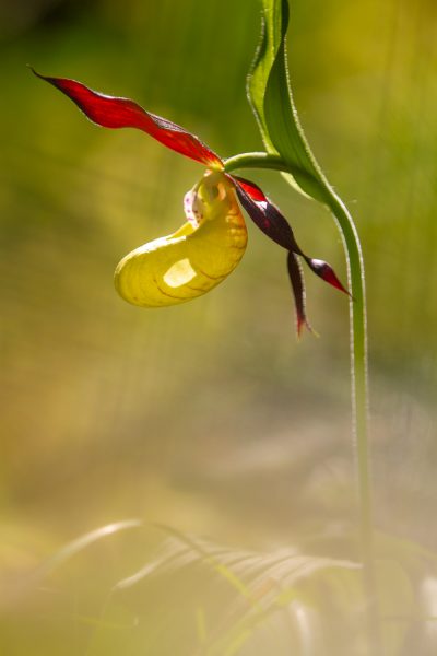 sabot de Vénus, Cypripedium calceolus, flore de Chartreuse