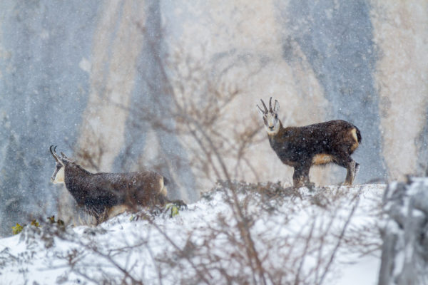 chamois sous la neige en Chartreuse