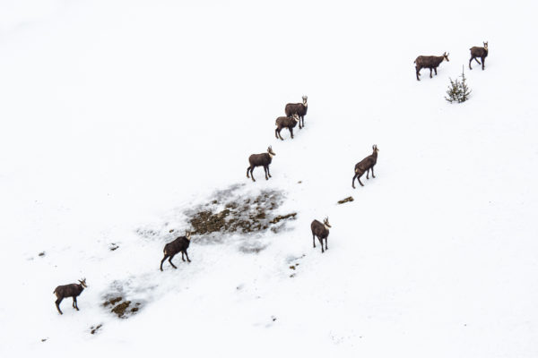 chamois en Chartreuse, stage photo nature en hiver