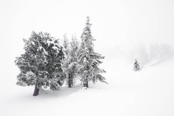 arbres gelés, paysage de montagne en hiver en Chartreuse