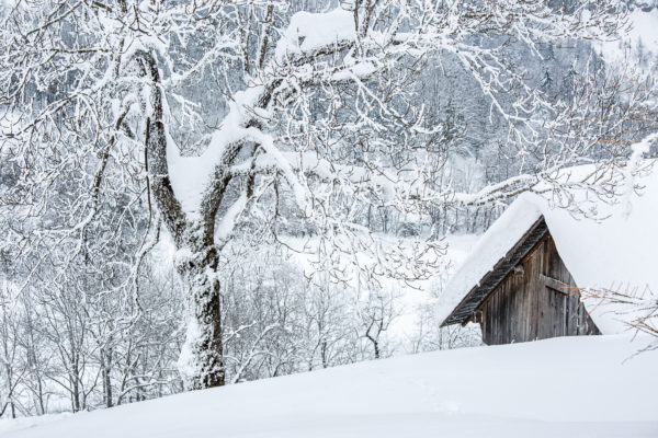 grange et arbre enneigés dans la vallée des Entremonts