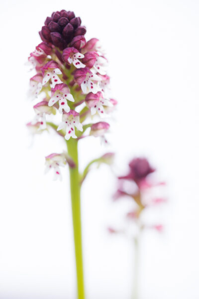 stage photo orchidées isère