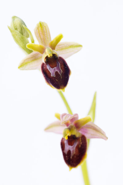 stage photo orchidées alpes