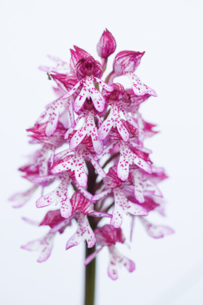 stage photo orchidées en chartreuse