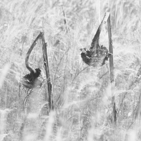 tournesols, flou, wabi-sabi