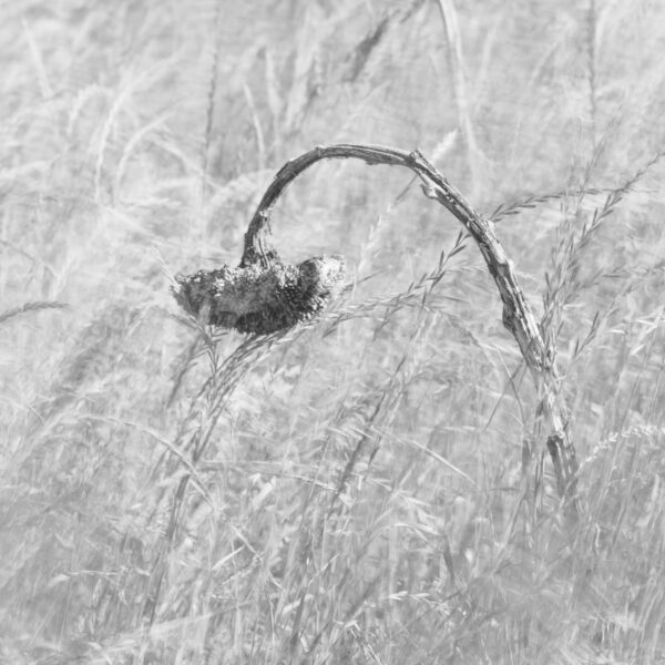 tournesols, flou, wabi-sabi