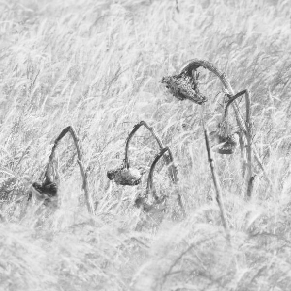 tournesols, flou, wabi-sabi