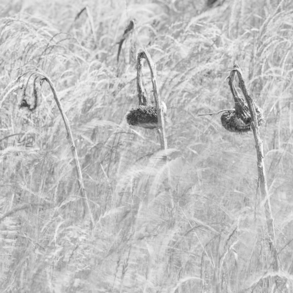 tournesols, flou, wabi-sabi