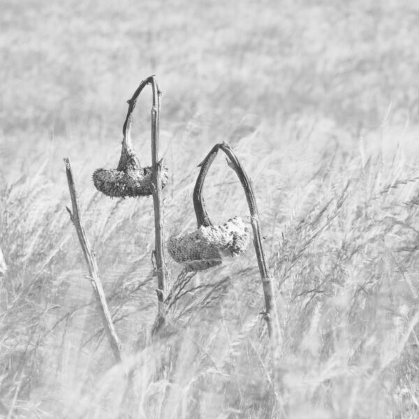 tournesols, flou, wabi-sabi