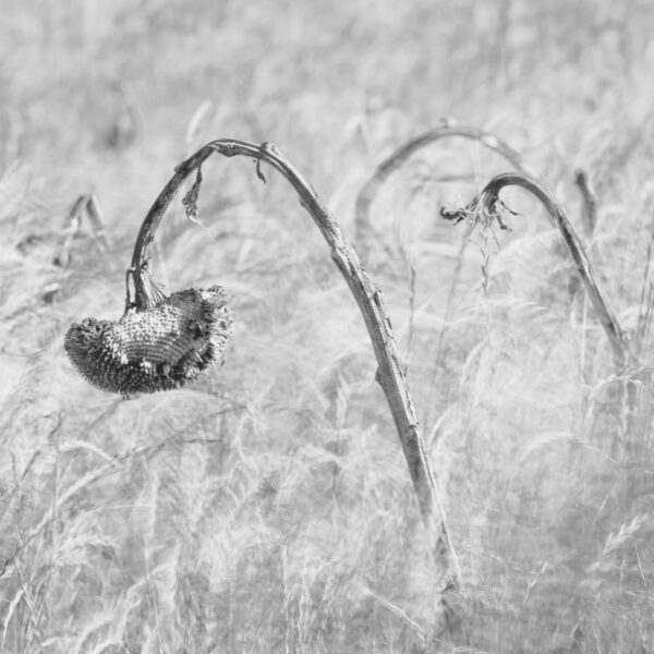 tournesols, flou, wabi-sabi
